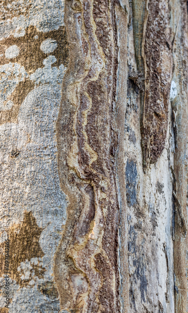 Obraz premium Old tree trunk with abstract rough texture close up shot