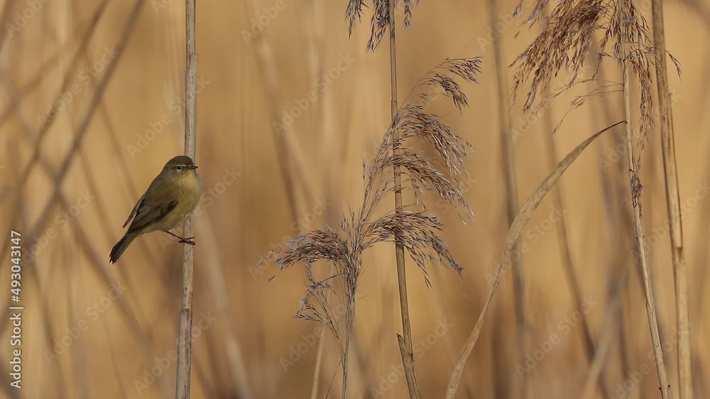 Φωτογραφία Este Mosquitero fue tomada en el Parque de la Vaguada de Las Llamas, Santander,