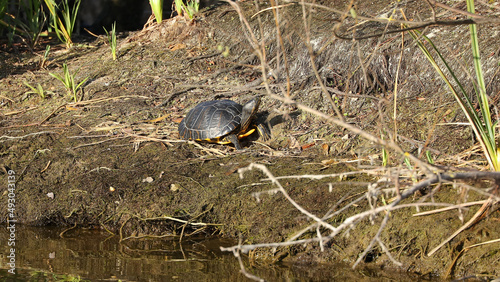 Esta Tortuga de orejas amarillas fue tomada en el Parque de la Vaguada de Las Llamas, Santander, Cantabria, España photo