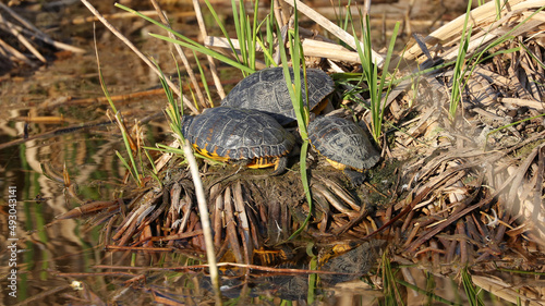 Esta Tortuga de orejas amarillas fue tomada en el Parque de la Vaguada de Las Llamas, Santander, Cantabria, España photo