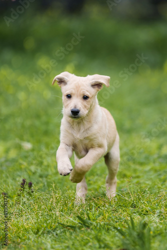 Those happy puppy runs