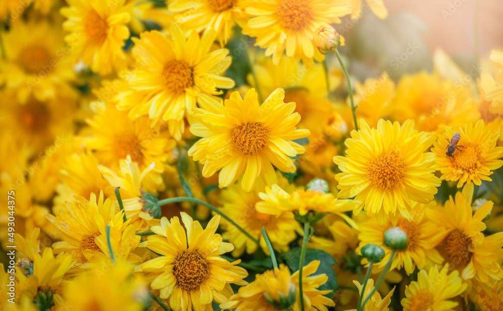 Beautiful bright orange and yellow chrysanthemum flower on the background of other chrysanthemum flowers (shallow DOF, selective focus on the chrysanthemum petals) Beautiful bright orange and yellow chrysanthemum flower on the background of other chrysanthemum flowers (shallow DOF, selective focus on the chrysanthemum petals)
