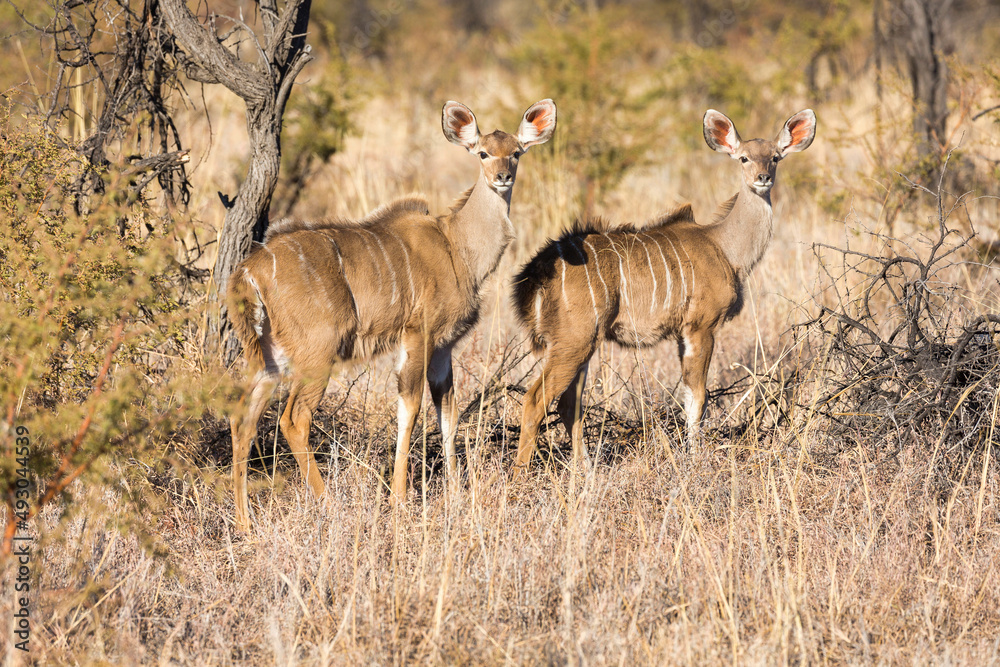 Kudu Kudu