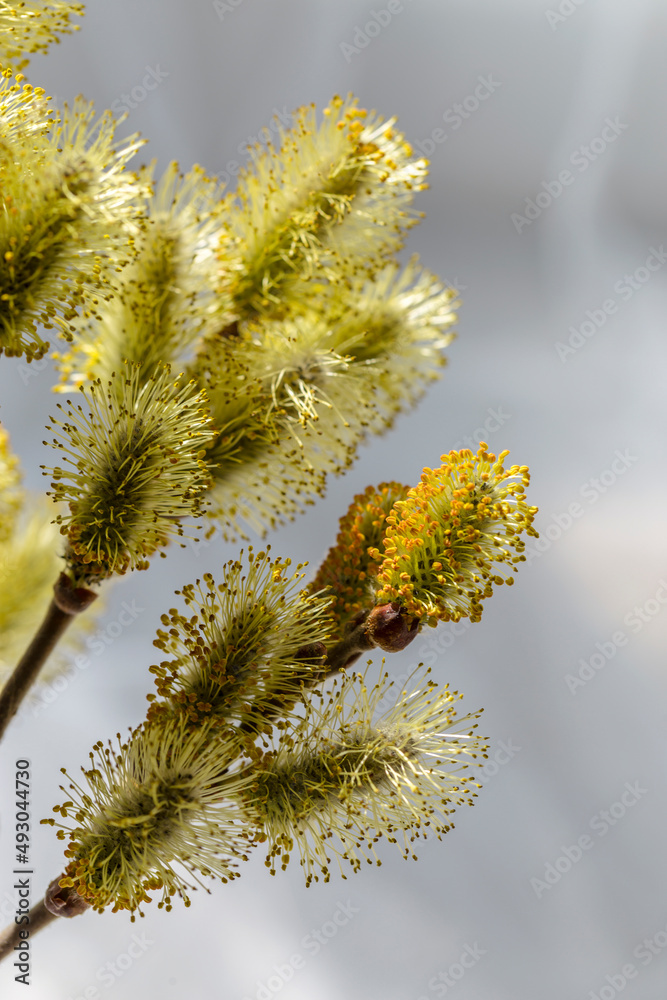 Spring bouquet of willow on a light background close-up