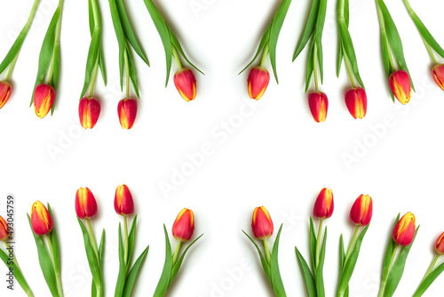 Beautiful yellow and red tulip flowers lie on a white background. Isolate, space for text, top view. Gift for a holiday to a woman and a girl