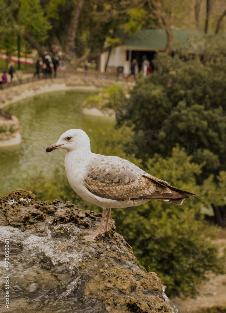 The beautiful seagull in water pool to drink water The beautiful seagull in water pool to drink water