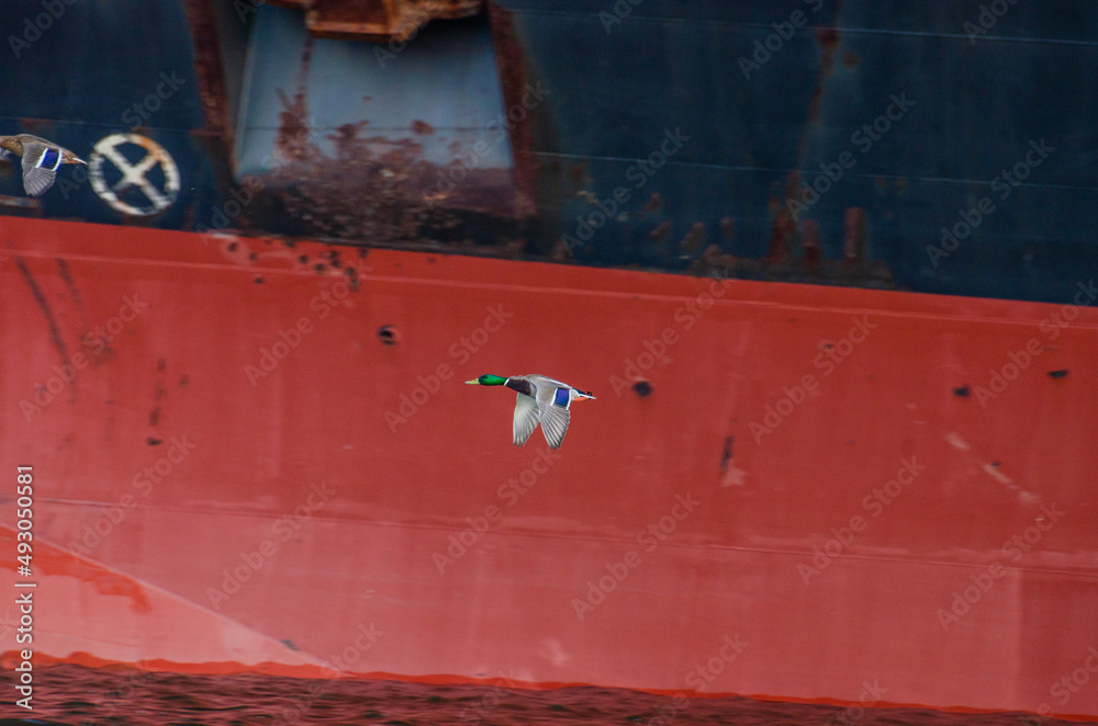 duck flying near the rusty boat on dock