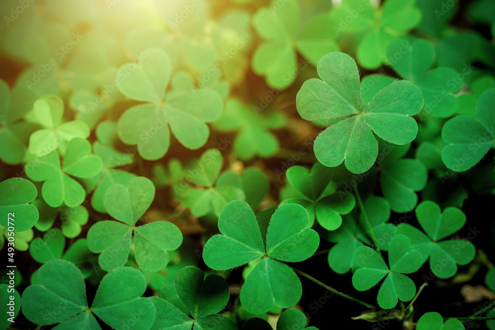Green background with three-leaved shamrocks, Lucky Irish Four Leaf Clover in the Field for St. Patricks Day holiday symbol. with three-leaved shamrocks, St. Patrick's day holiday symbol. Green background with three-leaved shamrocks, Lucky Irish Four Leaf Clover in the Field for St. Patricks Day holiday symbol. with three-leaved shamrocks, St. Patrick's day holiday symbol.