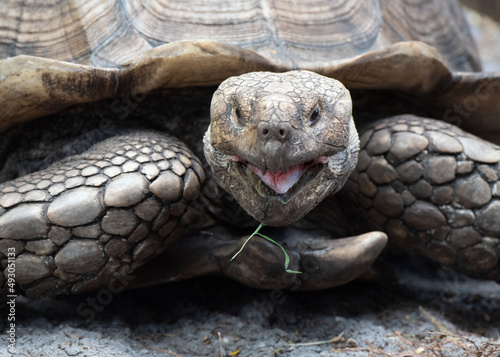 African spurred tortoise with sand colored carapace is showing its pink tongue as a piece of grass falls from its mouth.