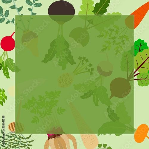 Square banner with carrot, Beetroot, Celery, Parsley, Daikon, Parsnip, Rutabaga, Turnip, Yellow turnip, Arracacha, Maca, and Red, Black, Chinese radish. Template. Flat style. Vector illustration