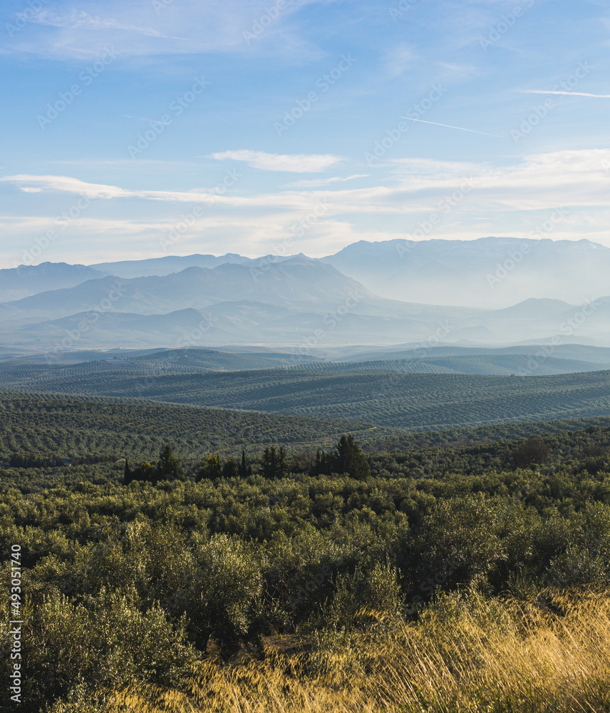 Spanish Olive trees landscape in Andalusia