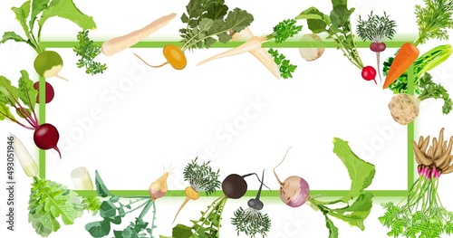 Rectangular banner with carrot, Beetroot, Celery, Parsley, Daikon, Parsnip, Rutabaga, Turnip, Yellow turnip, Arracacha, Maca, and Red, Black, Chinese radish. Template. Vector illustration