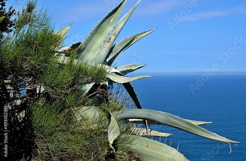 Agave plant at the mediterranien near Benidorm, Alicante - Spain  photo