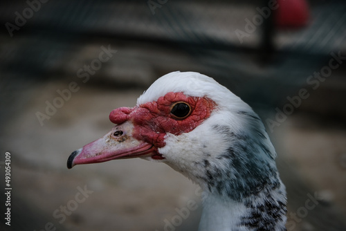 Duck profile