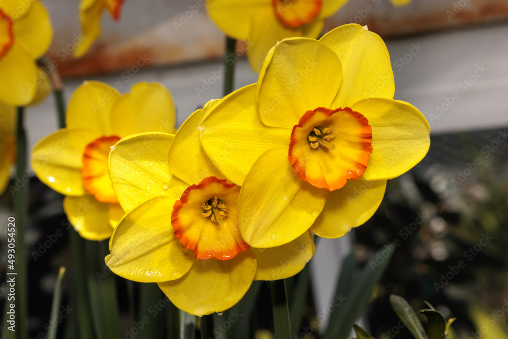 yellow daffodils in spring yellow daffodils in spring