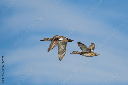 pair of gadwall ducks in flight photo