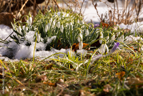 crocus in spring snow