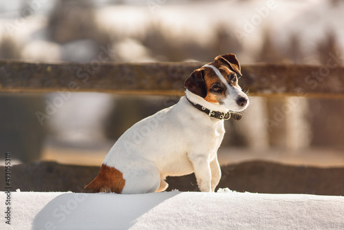 Portrait of Jack russell terrier in winter. Dog is sitting on the snow and looking at camera in sunny frosty day