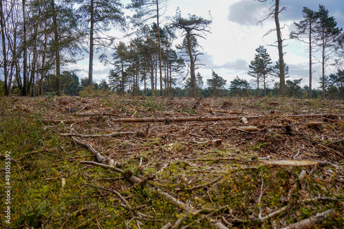 Aftermath of logging in a forest   