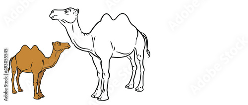 Animal. An image of a cartoon camel. Vector image. Coloring book for kids.