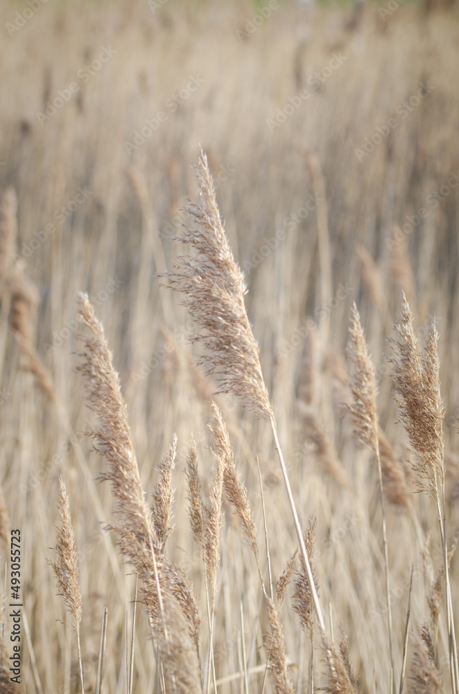 Fototapeta premium wild grass