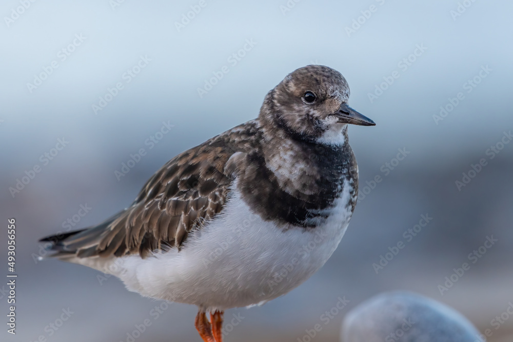 Ruddy turnstone (Arenaria interpres) closeup portrait, North Norfolk, UK