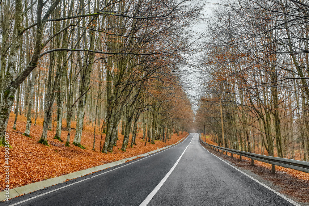 Road through the forest in autumn Road through the forest in autumn
