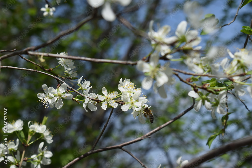 Beautiful spring blossoming plum tree, macrophotography