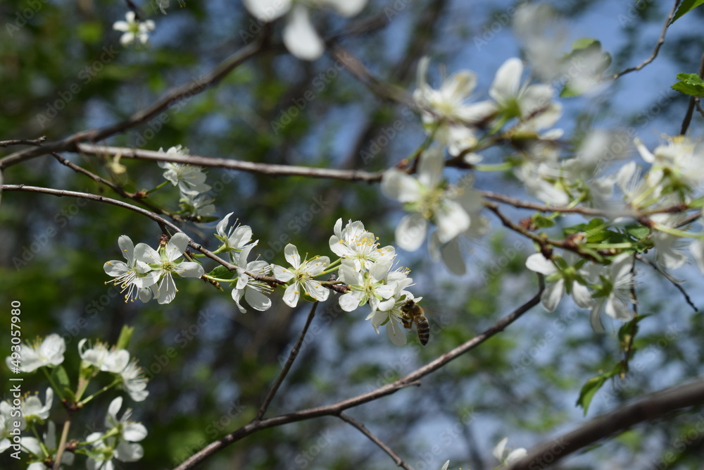 Beautiful spring blossoming plum tree, macrophotography Beautiful spring blossoming plum tree, macrophotography