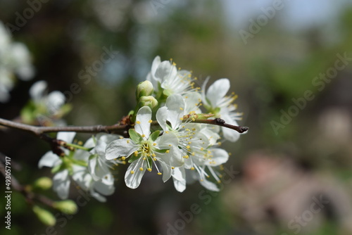 Spring blossom background. Plum tree macrophotography