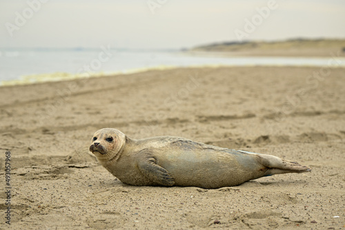 Ein Robbe liegt im Sandstrand an der Nordsee