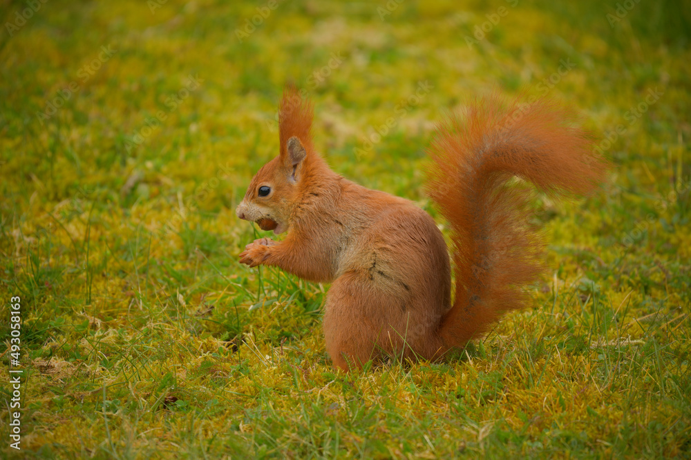Ein Eichhörnchen sitzt in einer Wiese und hat eine Nuss im Maul Ein Eichhörnchen sitzt in einer Wiese und hat eine Nuss im Maul