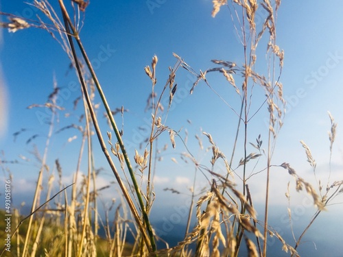 Ukraine. Reed on the mountains 