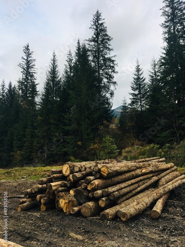 stack of logs