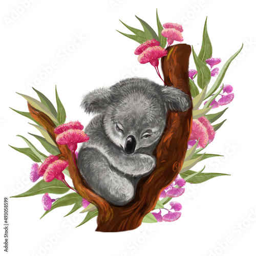 Photography Cute koala bear with eucalyptus flowers illustration on isolated white backgroun