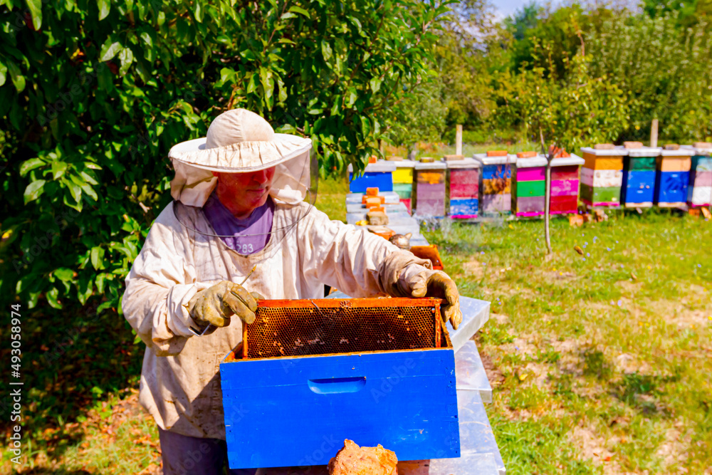 Apiarist, beekeeper is working in apiary, row of beehives, bee farm