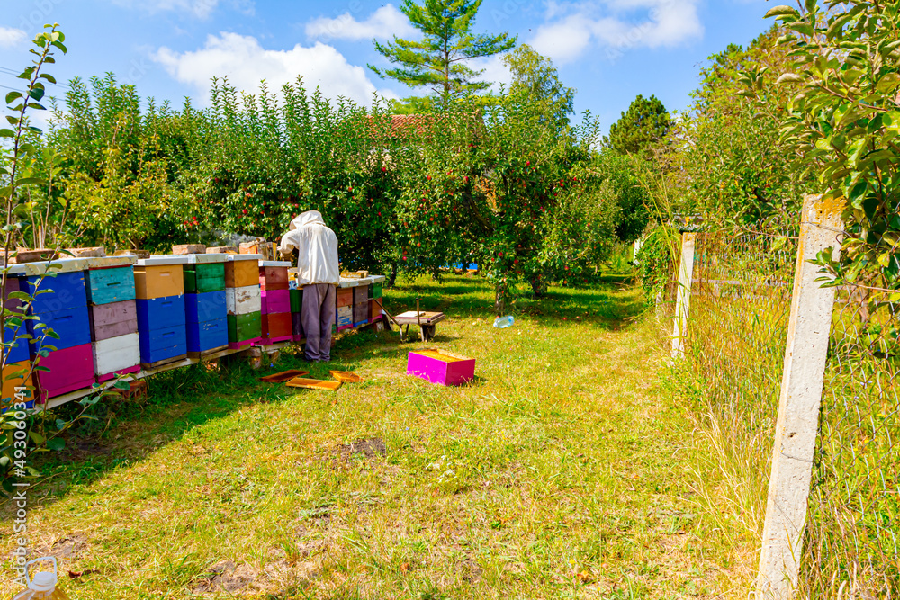 Apiarist, beekeeper is checking bees on honeycomb wooden frame Apiarist, beekeeper is checking bees on honeycomb wooden frame