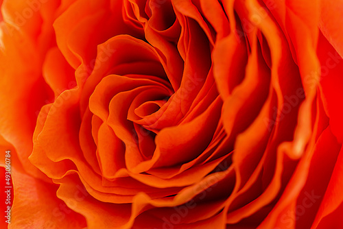 Orange Rose