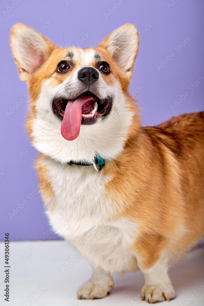 Portrait of excited breed welsh corgi dog pembroke smiling with tongue on purple background. beautiful adult dog with red fur looking at side with interest, wondering, copy space