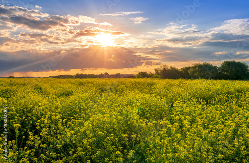  view at beautiful summer clover field with beautiful sunny sky with colorful clouds on background, , valley landscape