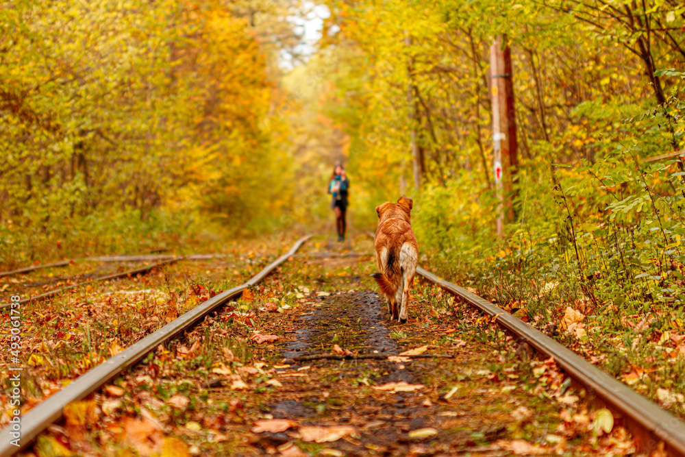 Autumn forest through which an old tram rides (Ukraine) and red dog Autumn forest through which an old tram rides (Ukraine) and red dog
