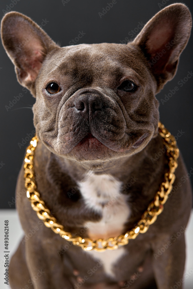 Confidently looking French Bulldog dog with round face, dark brown fur wool posing, wearing chain. beautiful puppy isolated on black studio background
