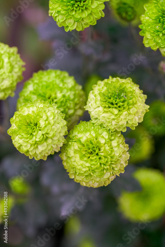 A beautiful blooming green chrysanthemum close-up