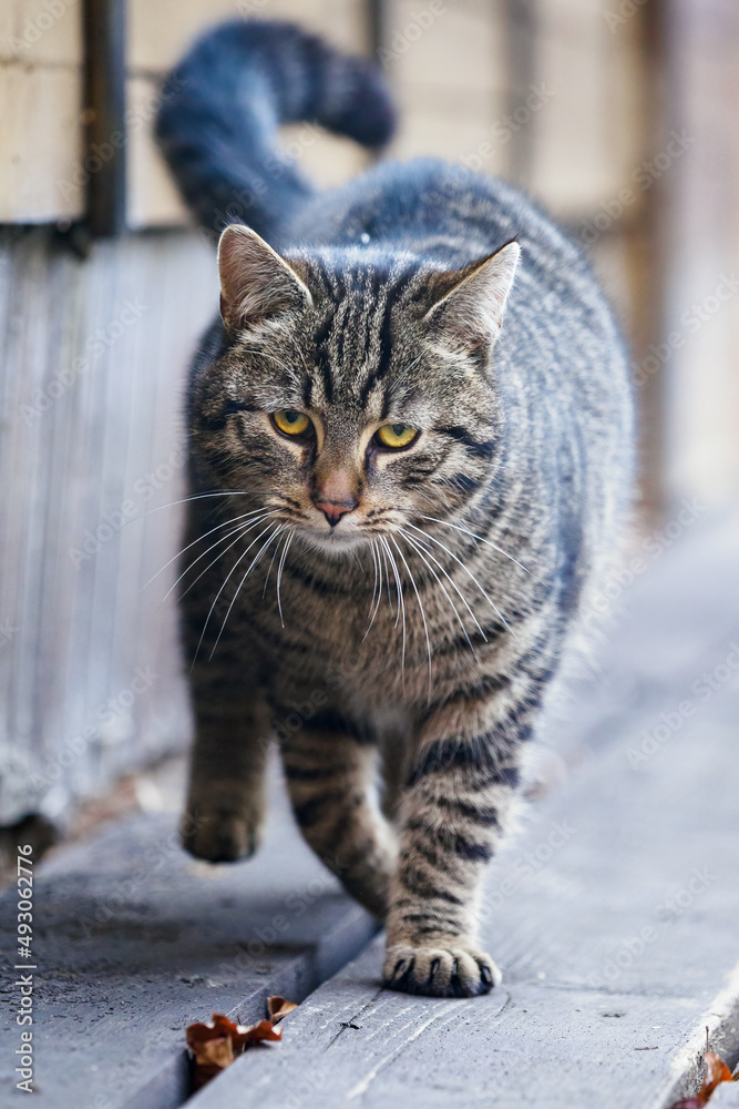 Adult striped cat walking on the porch.