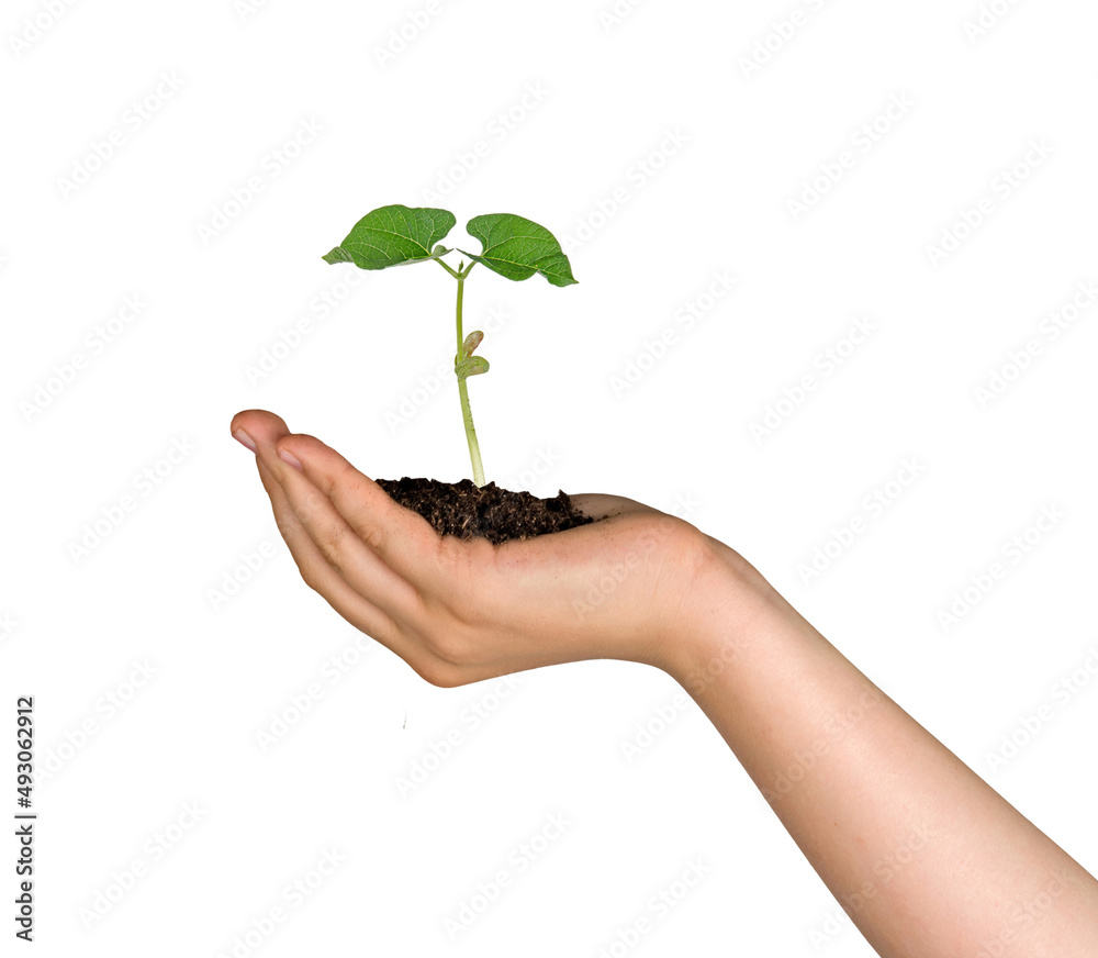 Close up of Sapling in hand