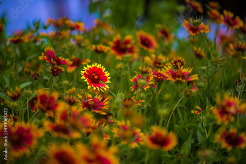 field of wildflowers © Dan