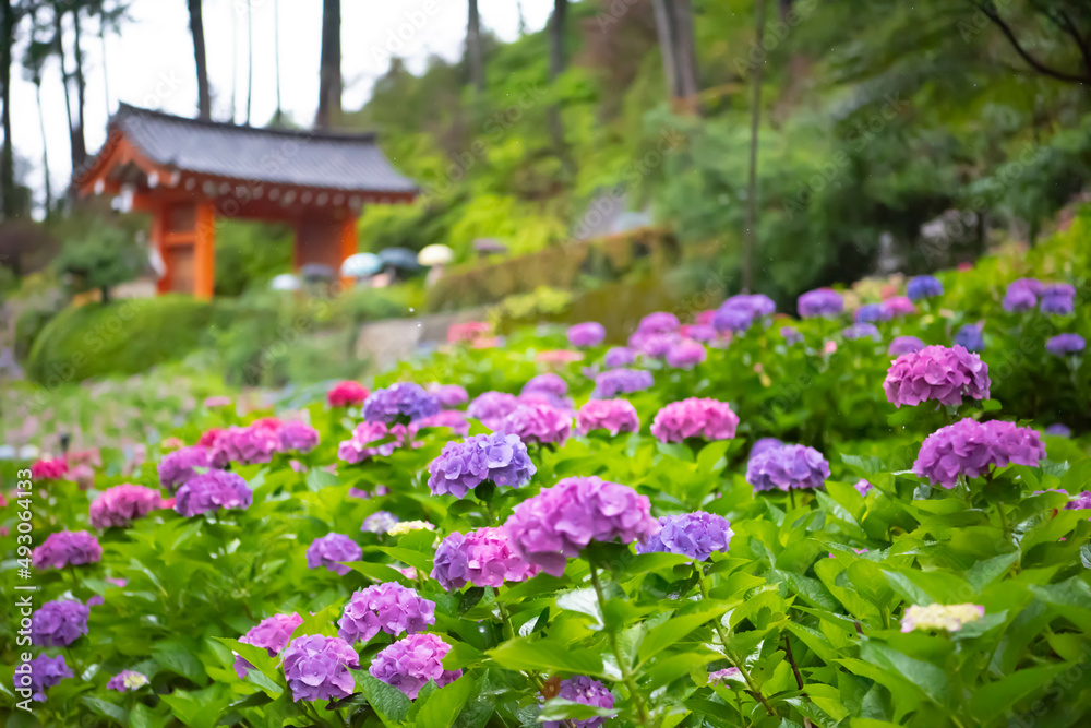 花 花
