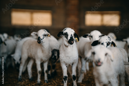 ovejas en una granja photo