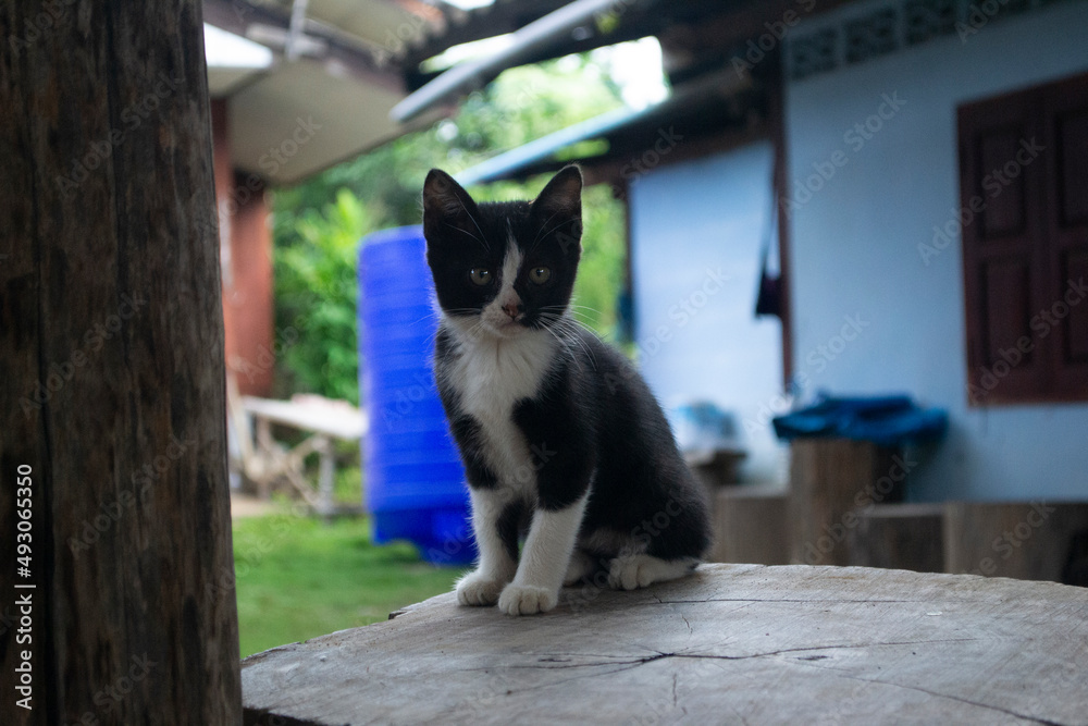 black and white baby cat