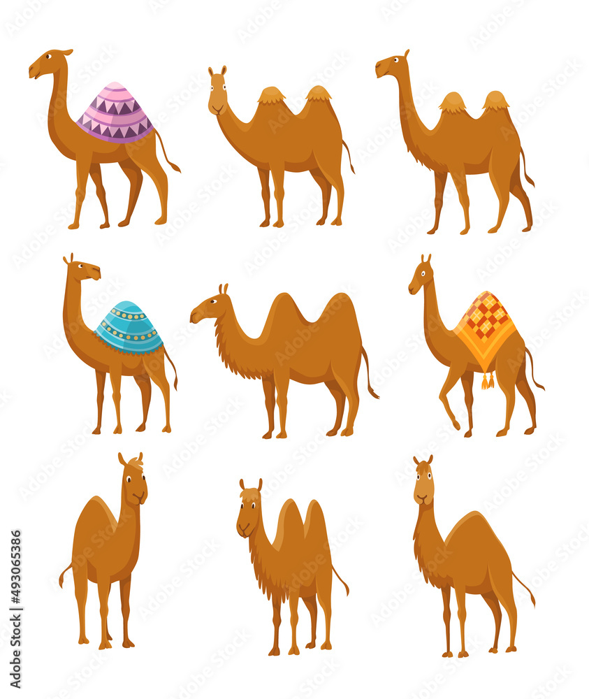 Camel collection. Bactrians with dromedary and two hump or one hump. Desert  animals walking or standing with decorative saddle or without them. cartoon  icon set isolated on white background Stock Illustration